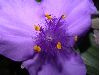image of Tradescantia 