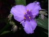 image of Tradescantia 