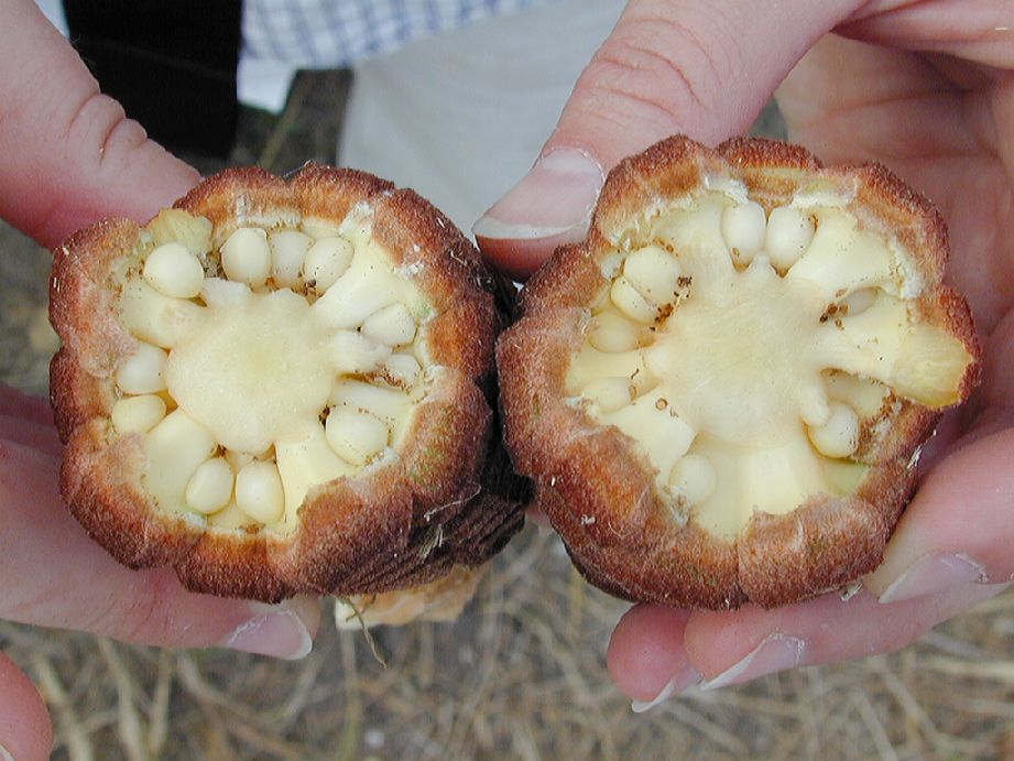 Zamiaceae Zamia pumila