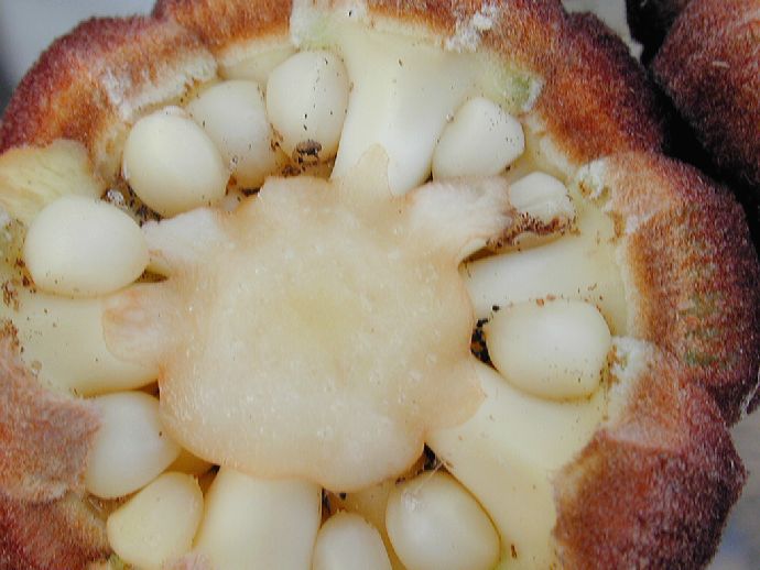 Zamiaceae Zamia pumila