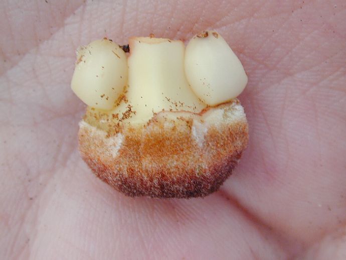 Zamiaceae Zamia pumila