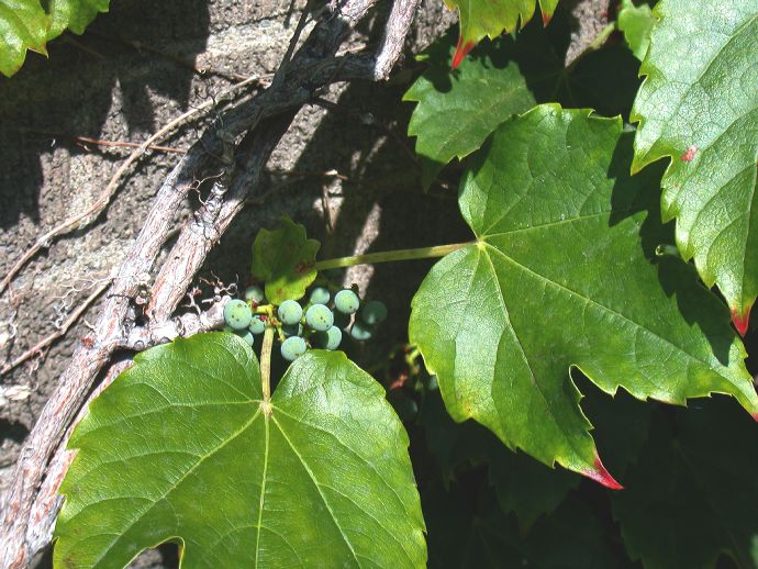 Vitaceae Parthenocissus tricuspidata