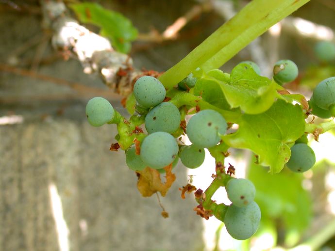 Vitaceae Parthenocissus tricuspidata