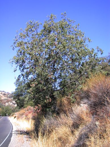 Fagaceae Quercus engelmannii
