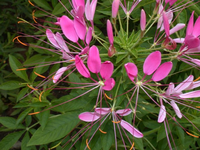 Cleomaceae Cleome hassleriana