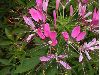 image of Cleome hassleriana