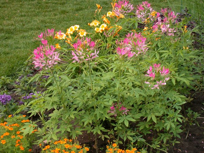 Cleomaceae Cleome hassleriana