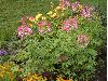 image of Cleome hassleriana