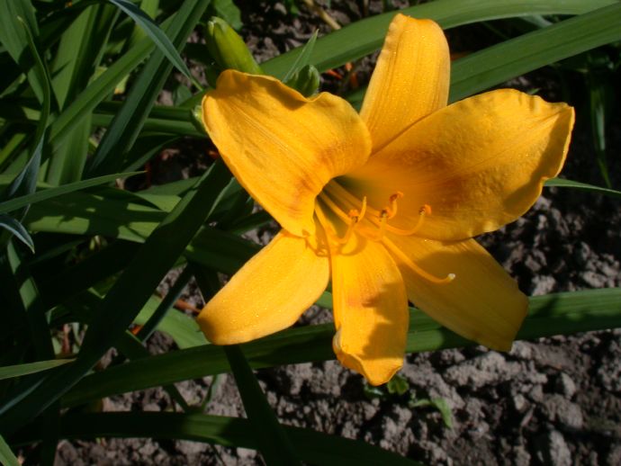 Asphodelaceae Hemerocallis 