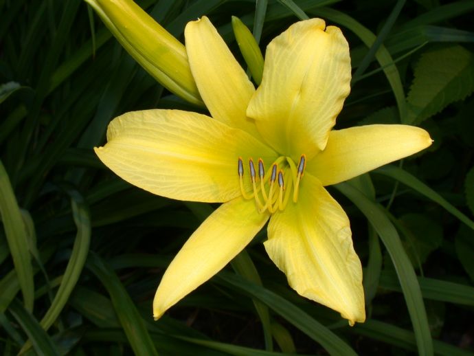 Asphodelaceae Hemerocallis 