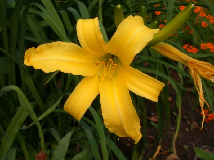 Asphodelaceae Hemerocallis 