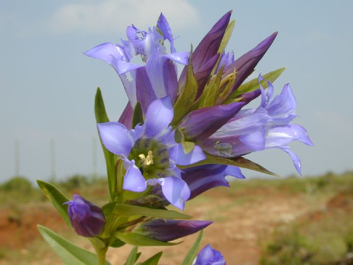 Gentianaceae  