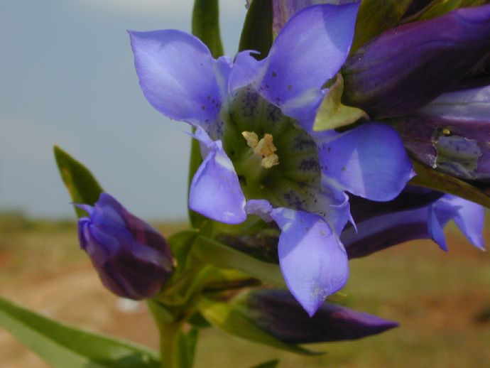 Gentianaceae  