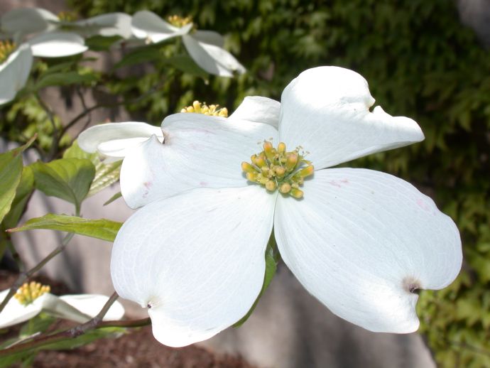 Cornaceae Cornus florida