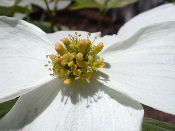 Cornaceae Cornus florida