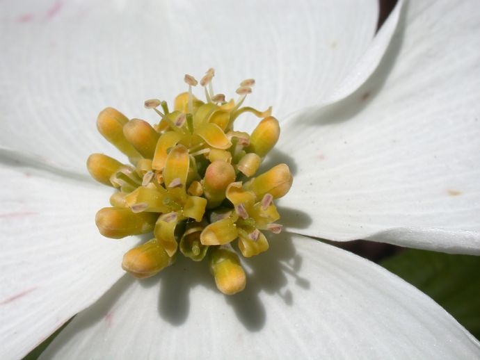 Cornaceae Cornus florida