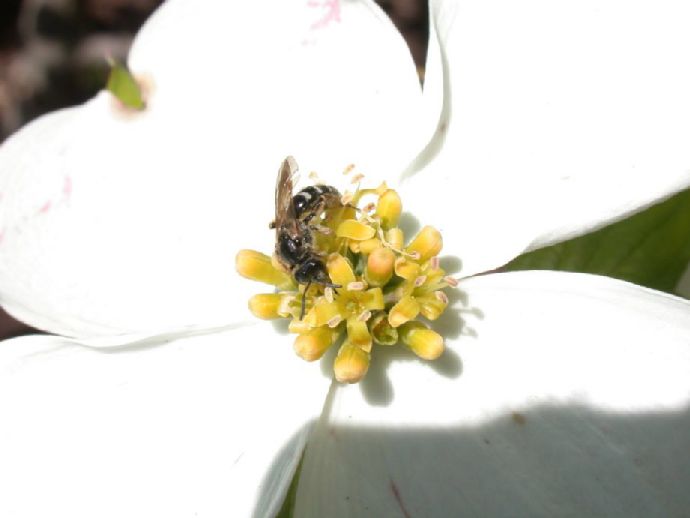 Cornaceae Cornus florida