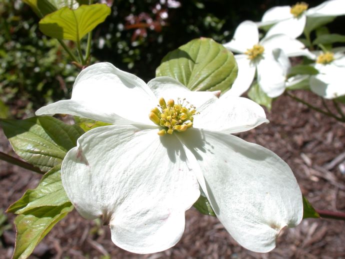 Cornaceae Cornus florida