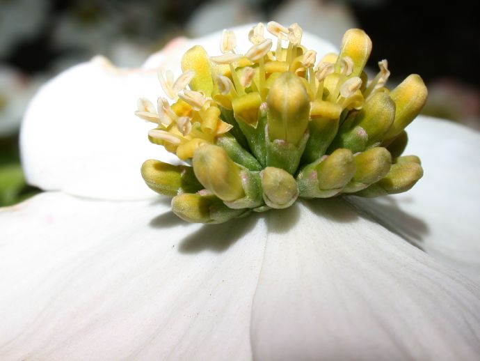 Cornaceae Cornus florida