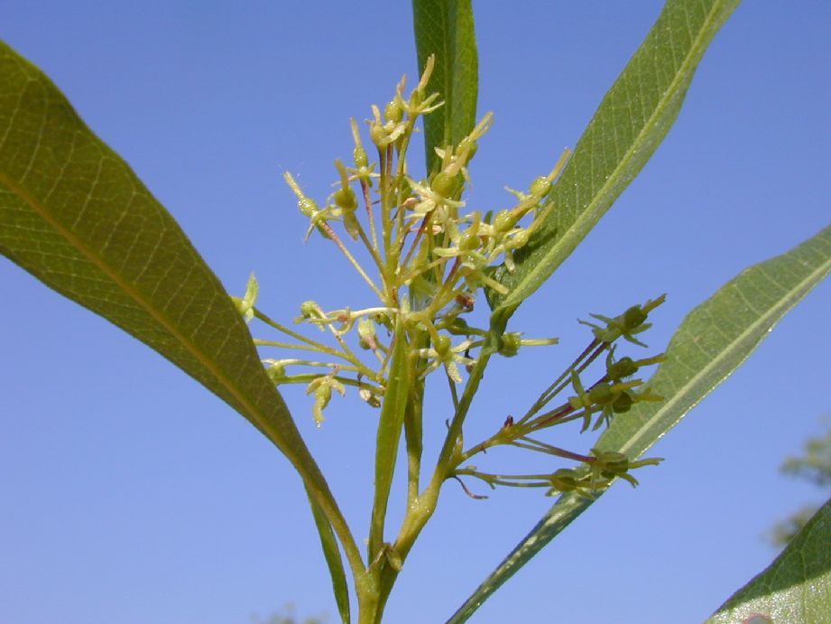 Sapindaceae Dodonaea viscosa