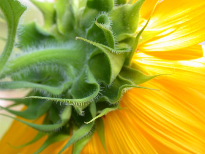 Asteraceae Helianthus annuus