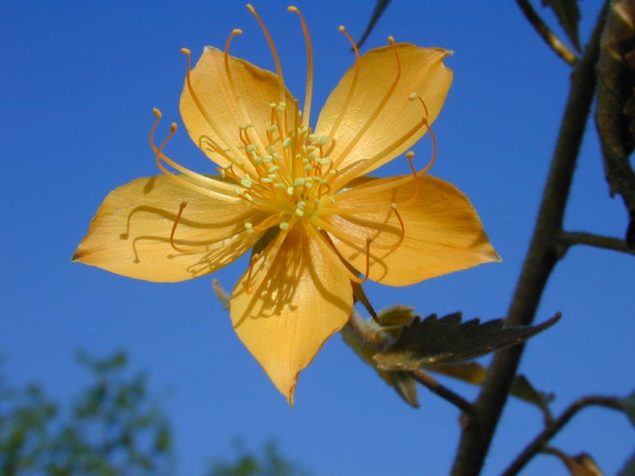 Loasaceae Mentzelia hispida