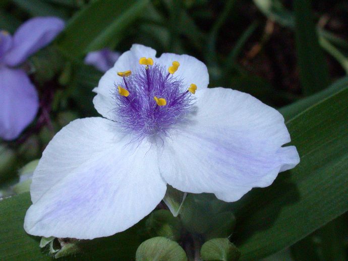 Commelinaceae Tradescantia 