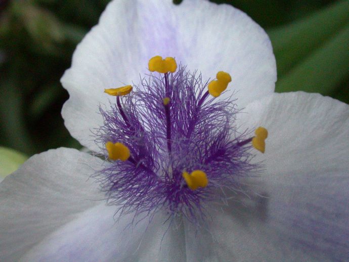 Commelinaceae Tradescantia 