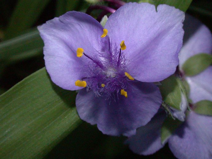 Commelinaceae Tradescantia 