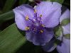 image of Tradescantia 