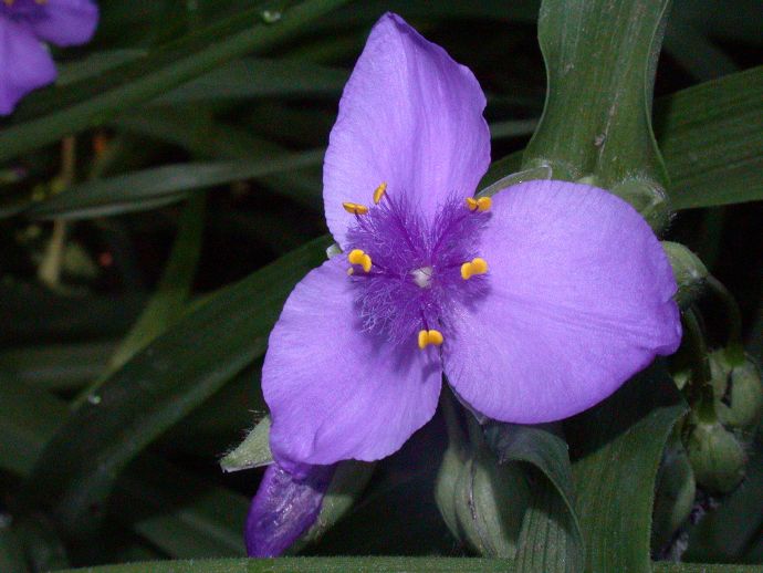 Commelinaceae Tradescantia 