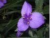 image of Tradescantia 