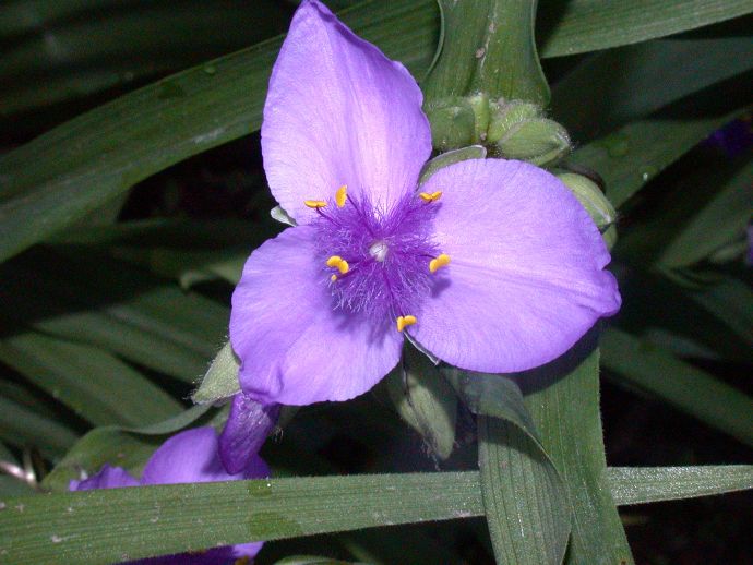 Commelinaceae Tradescantia 