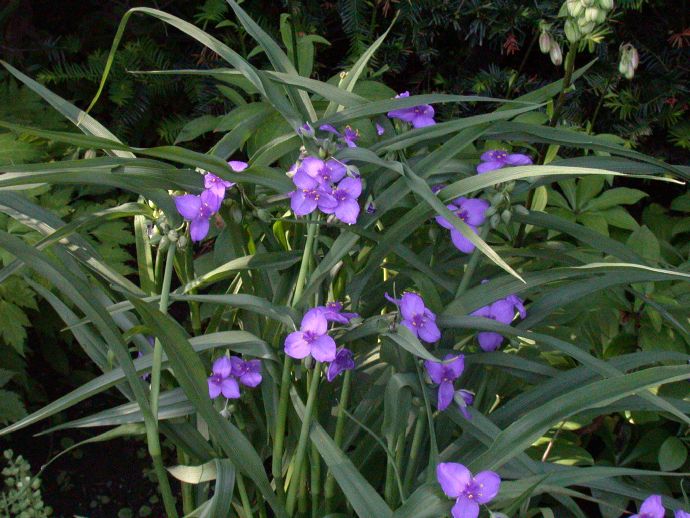 Commelinaceae Tradescantia 