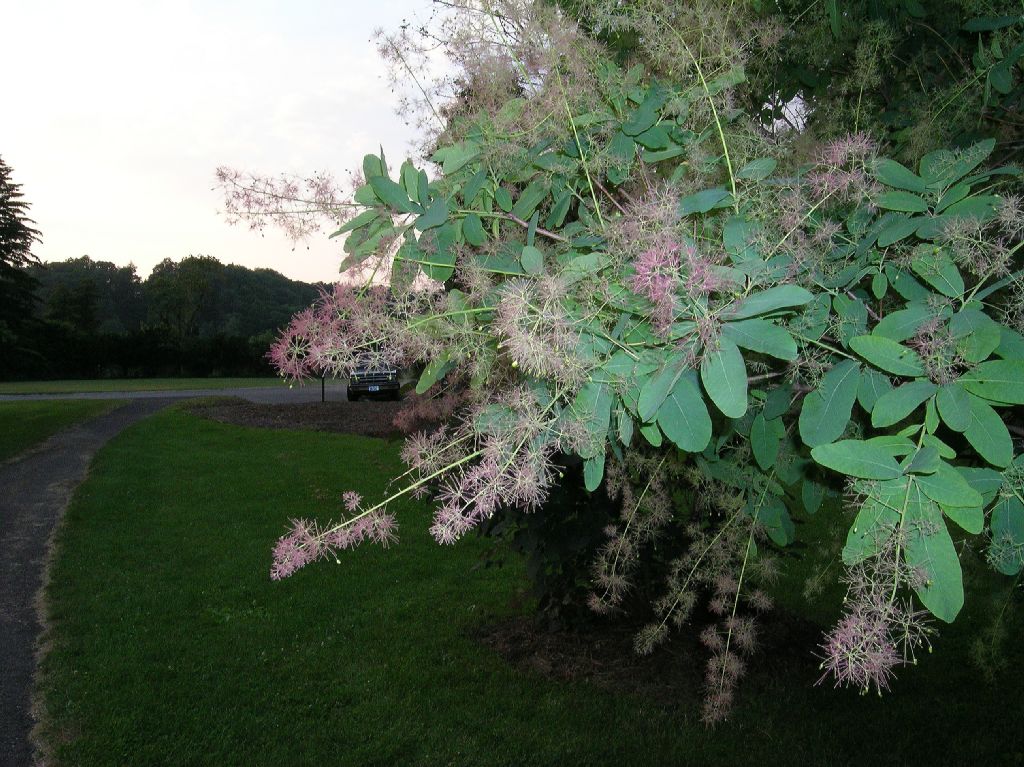 Anacardiaceae Cotinus obovatus