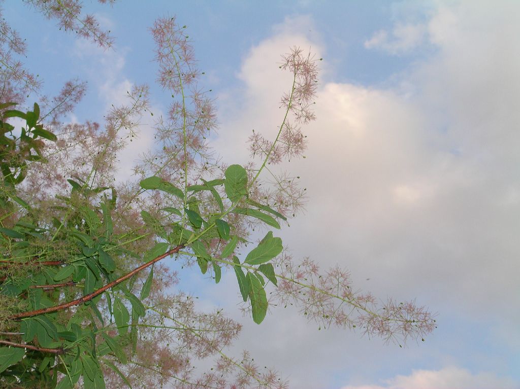 Anacardiaceae Cotinus obovatus