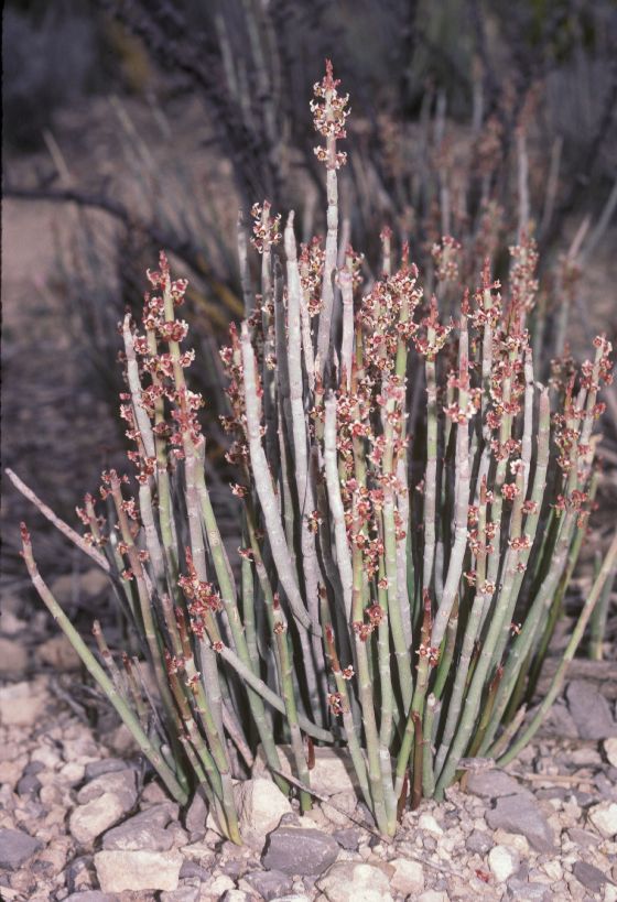 Euphorbiaceae Euphorbia antisyphilitica