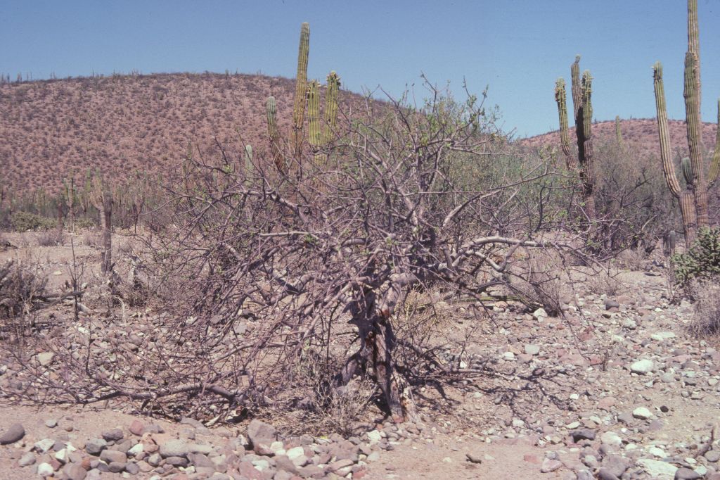 Cactaceae Pachycereus pringlei