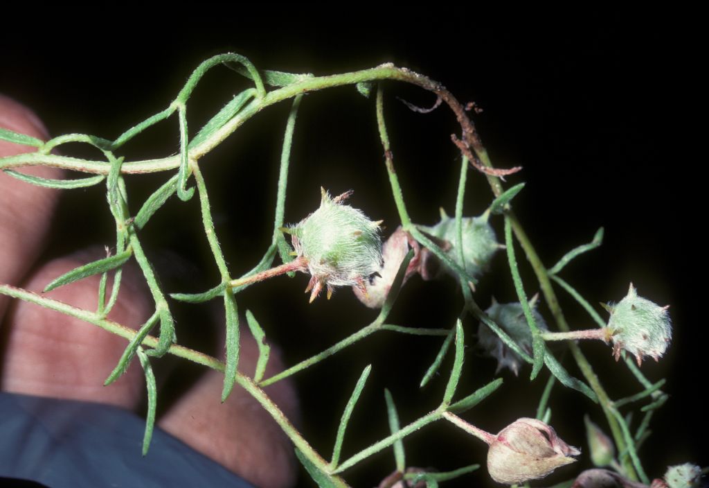 Krameriaceae Krameria lanceolata