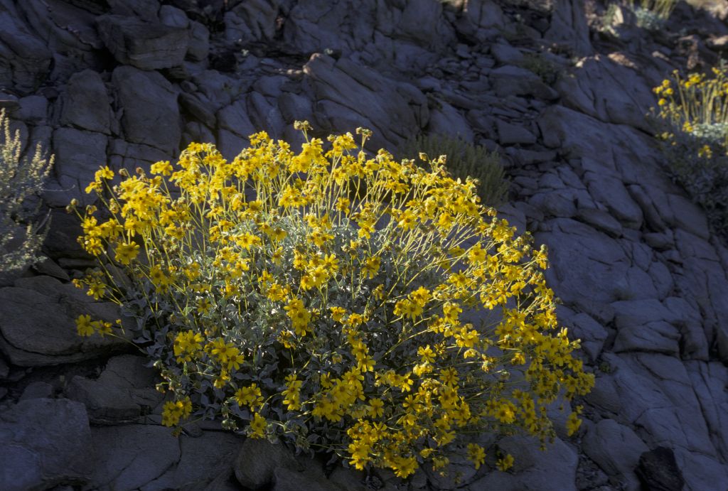 Asteraceae Encelia farinosa