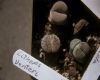 image of Lithops venteri