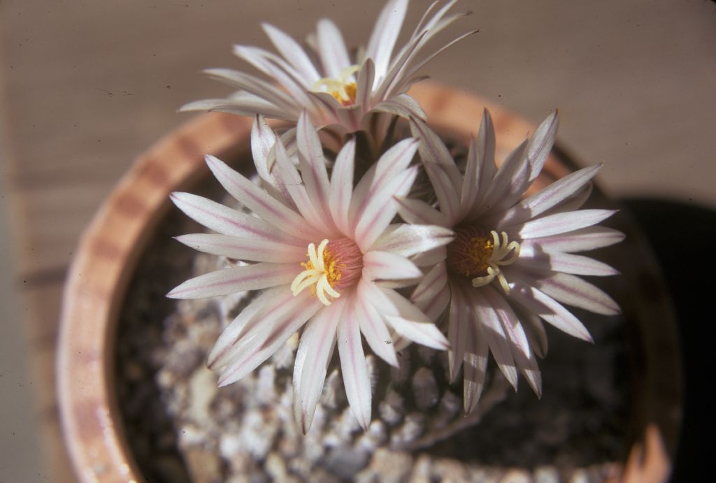 Cactaceae Turbinicarpus pseudopectinatus