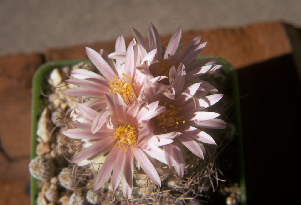 Cactaceae Turbinicarpus macrochele