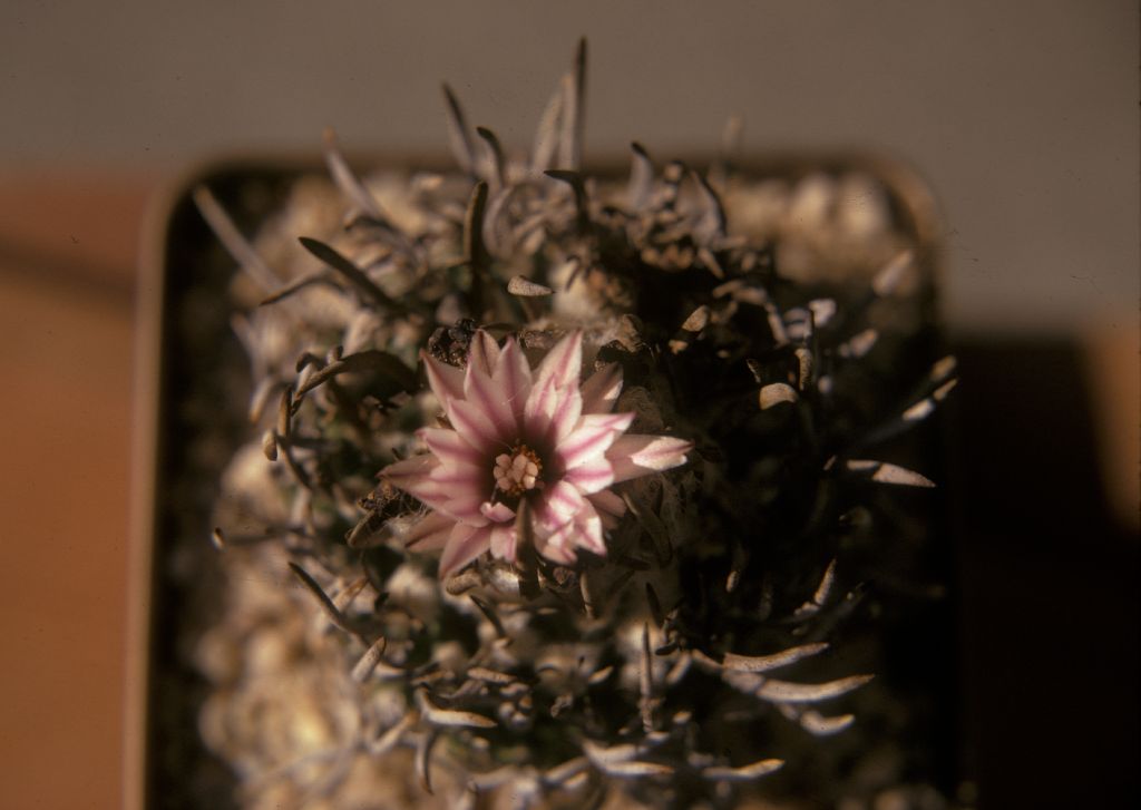 Cactaceae Turbinicarpus schmiedickeanus