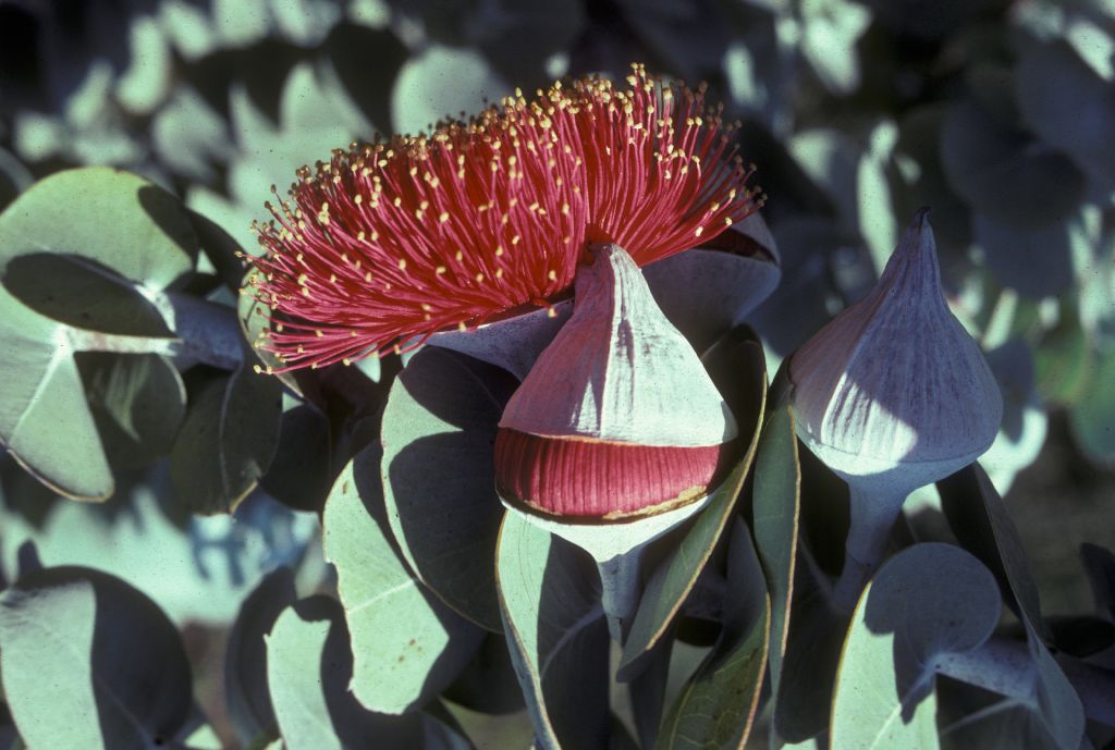 Myrtaceae Eucalyptus 