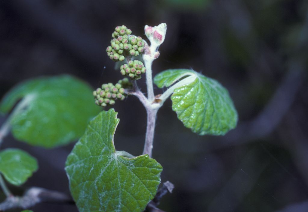 Vitaceae Vitis mustangensis