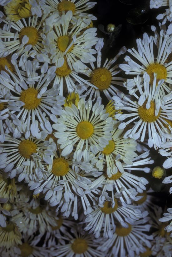 Asteraceae Chrysanthemum 