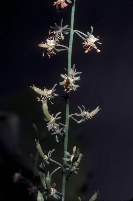 Resedaceae Reseda 