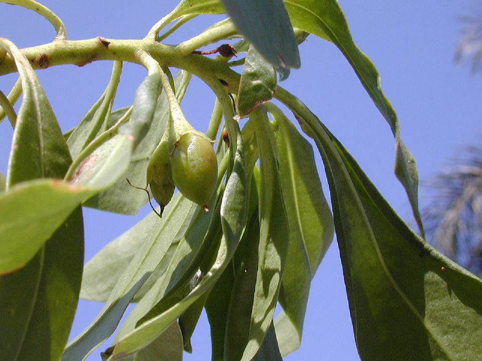 Scrophulariaceae Bontia 