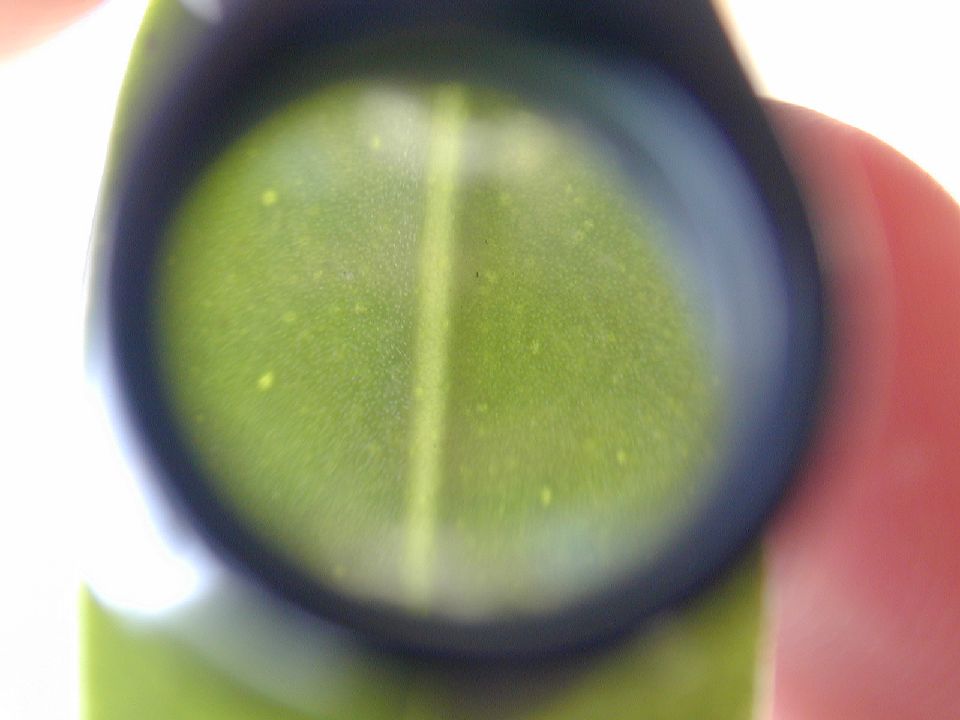 Scrophulariaceae Bontia 